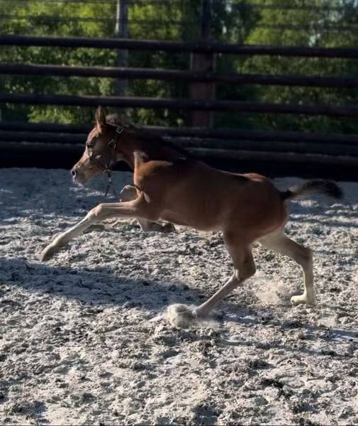 Mare Zangersheide For sale 2025 Bay