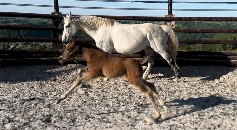 Mare Zangersheide For sale 2025 Bay