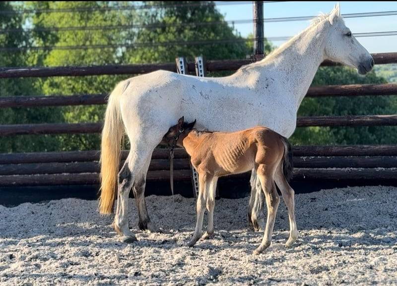 Mare Zangersheide For sale 2025 Bay