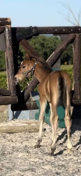 Mare Zangersheide For sale 2025 Bay