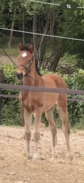 Mare Zangersheide For sale 2025 Bay