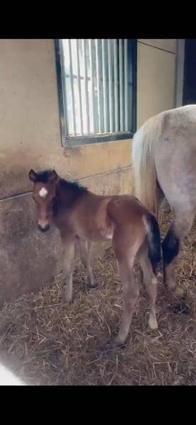 Mare Zangersheide For sale 2025 Bay