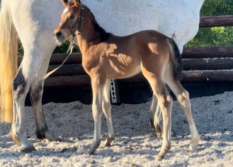 Mare Zangersheide For sale 2025 Bay