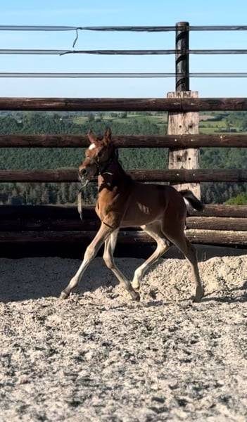 Mare Zangersheide For sale 2025 Bay