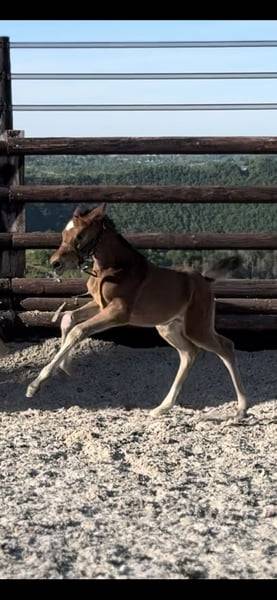 Mare Zangersheide For sale 2025 Bay