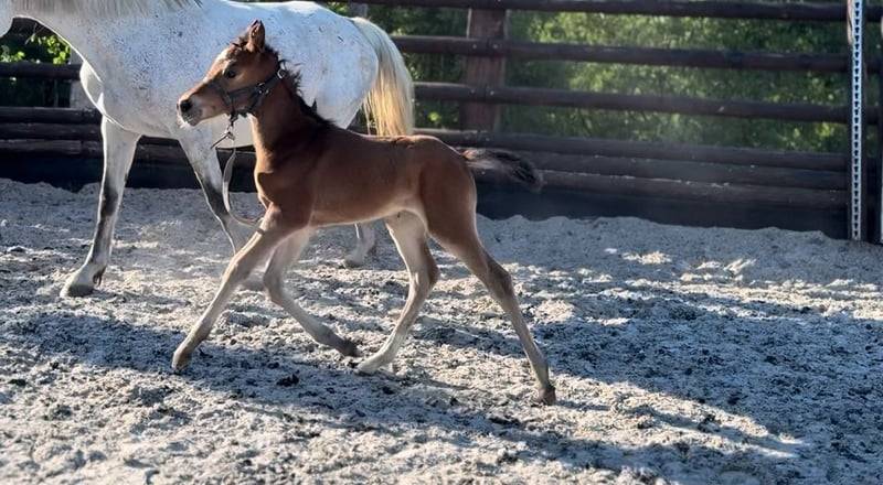 Mare Zangersheide For sale 2025 Bay