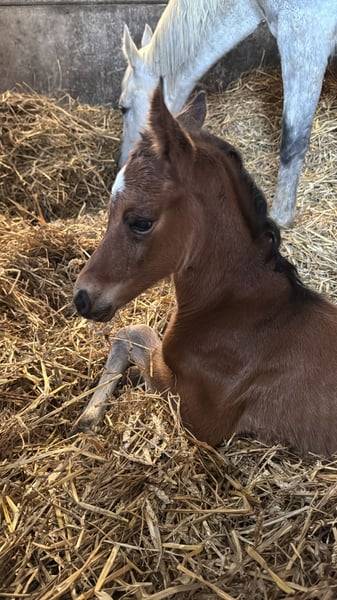 Mare Zangersheide For sale 2025 Bay