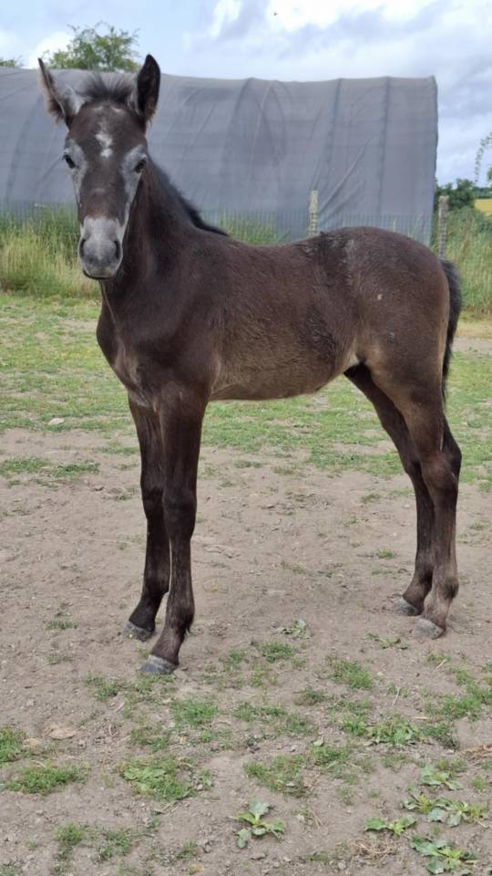 Colt French Saddle Pony For sale 2025 Grey