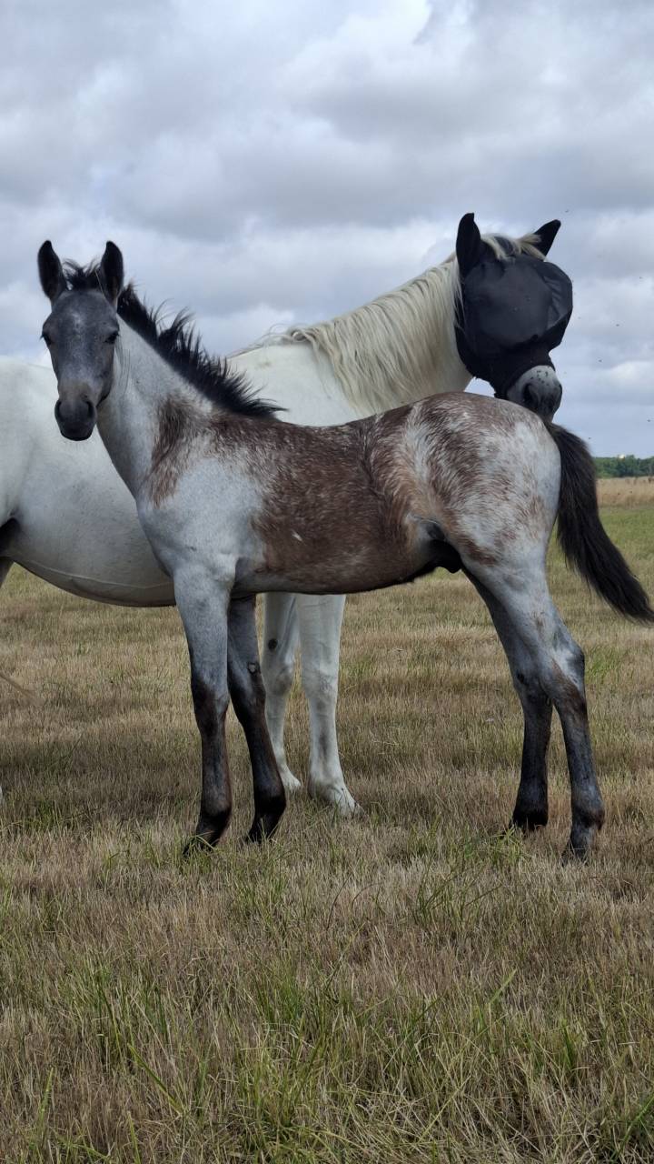 Colt French Saddle Pony For sale 2025 Grey