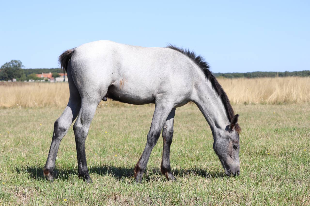 Colt French Saddle Pony For sale 2025 Grey