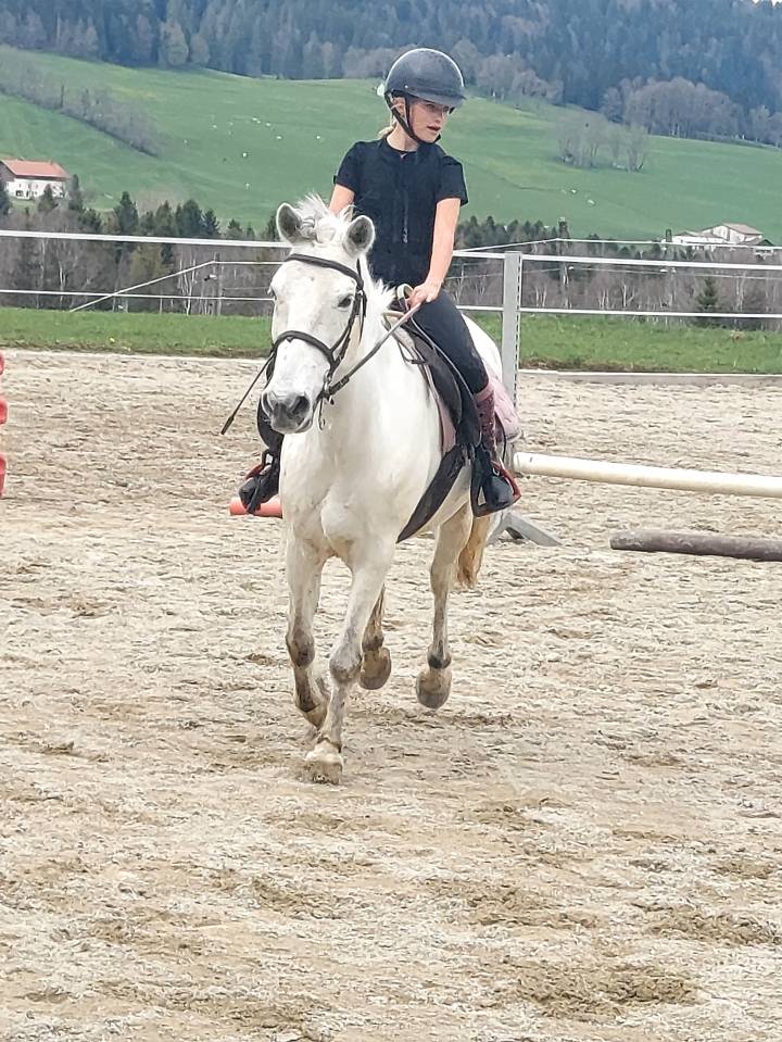 Gelding Other Pony Breed For sale 2015 Grey