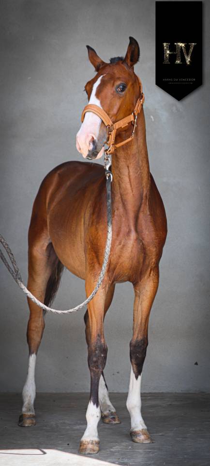 Colt Lusitano For sale 2024 Bay