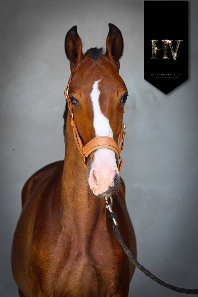 Colt Lusitano For sale 2024 Bay