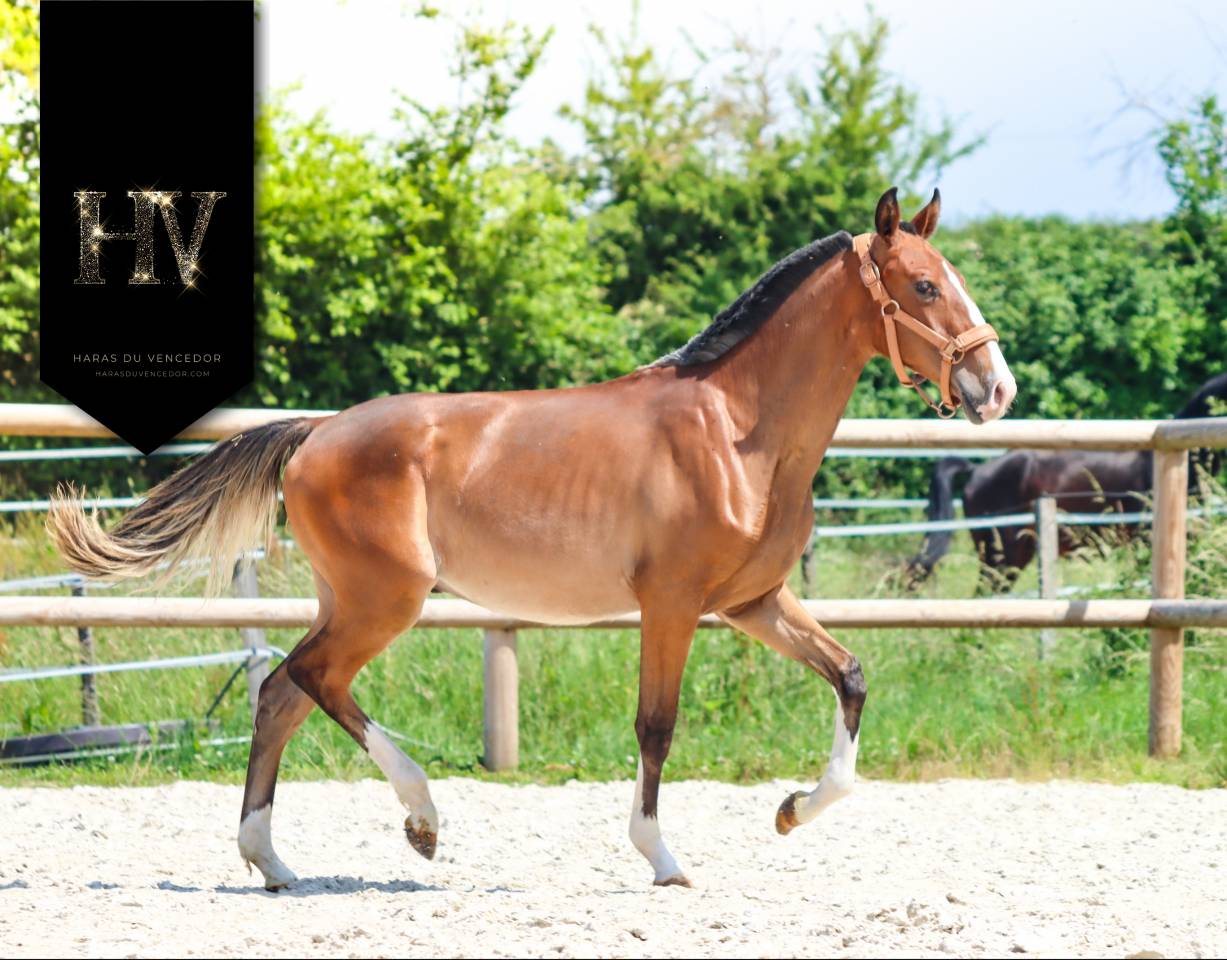 Colt Lusitano For sale 2024 Bay