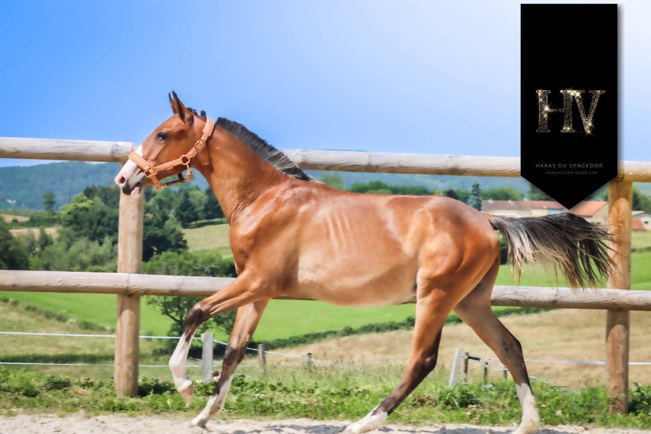 Colt Lusitano For sale 2024 Bay