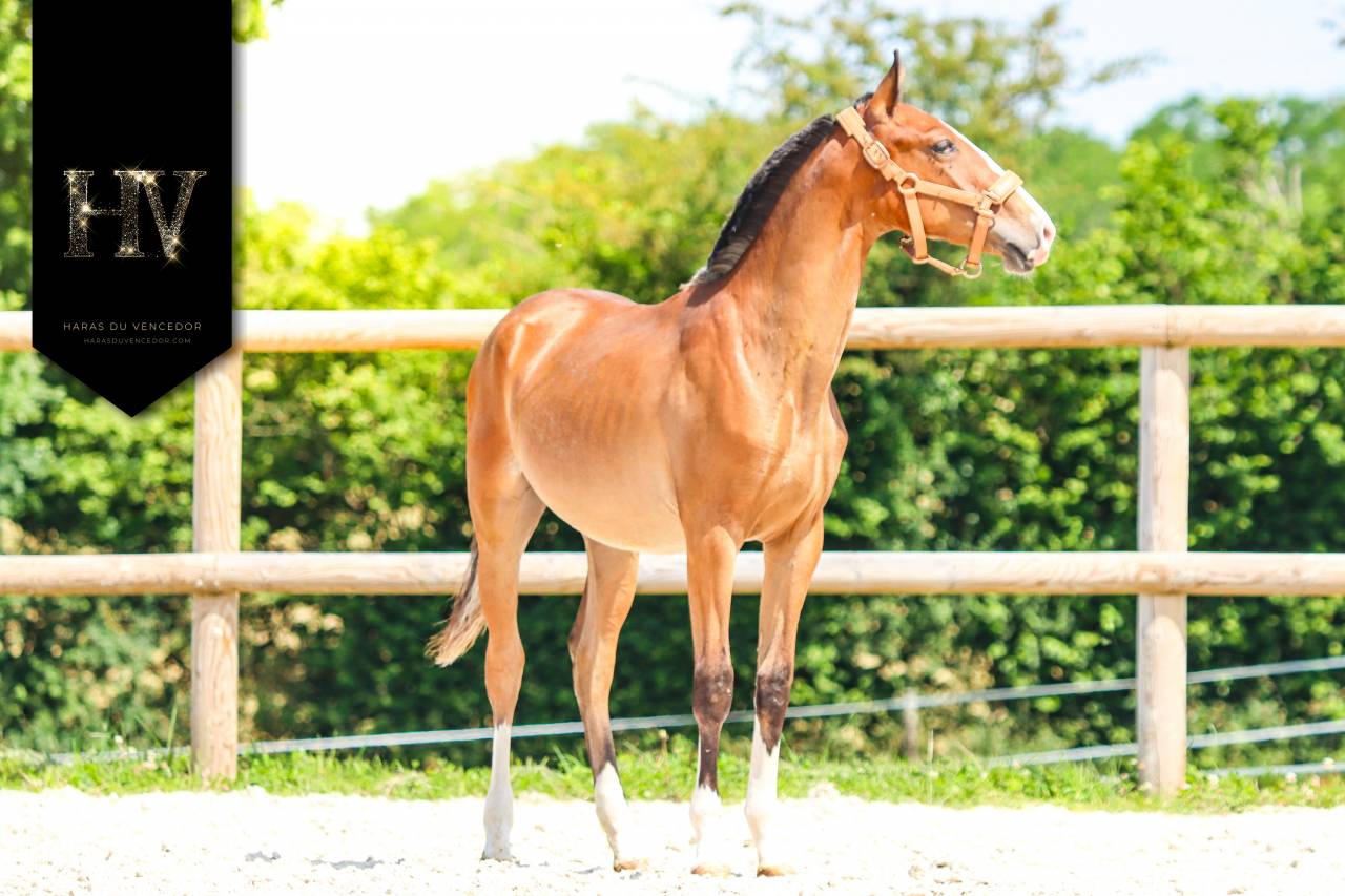 Colt Lusitano For sale 2024 Bay