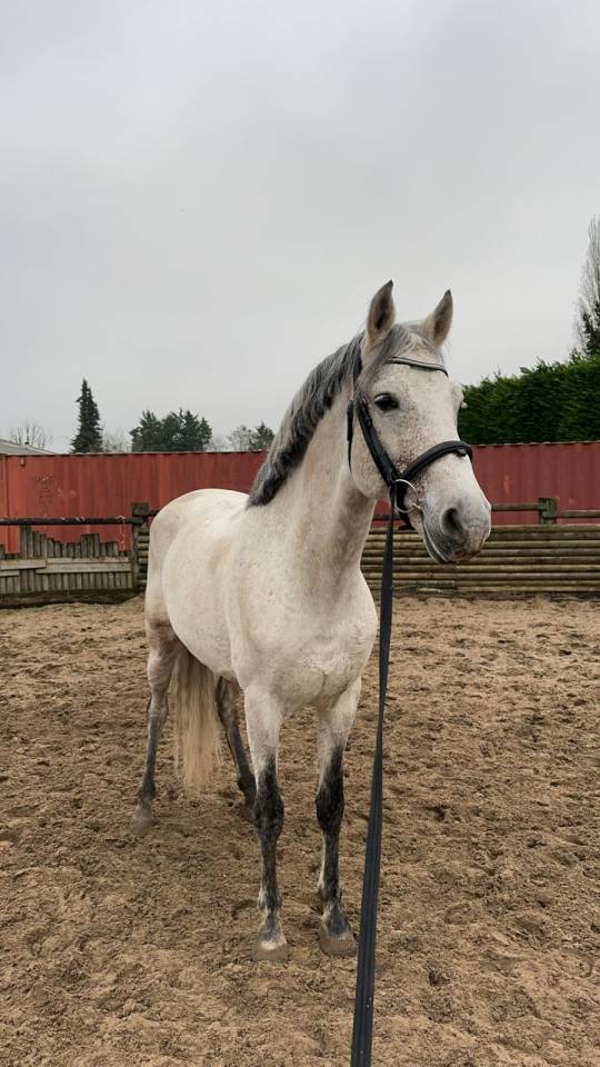 Stallion PRE Pure Spanish Bred For sale 2014 Grey