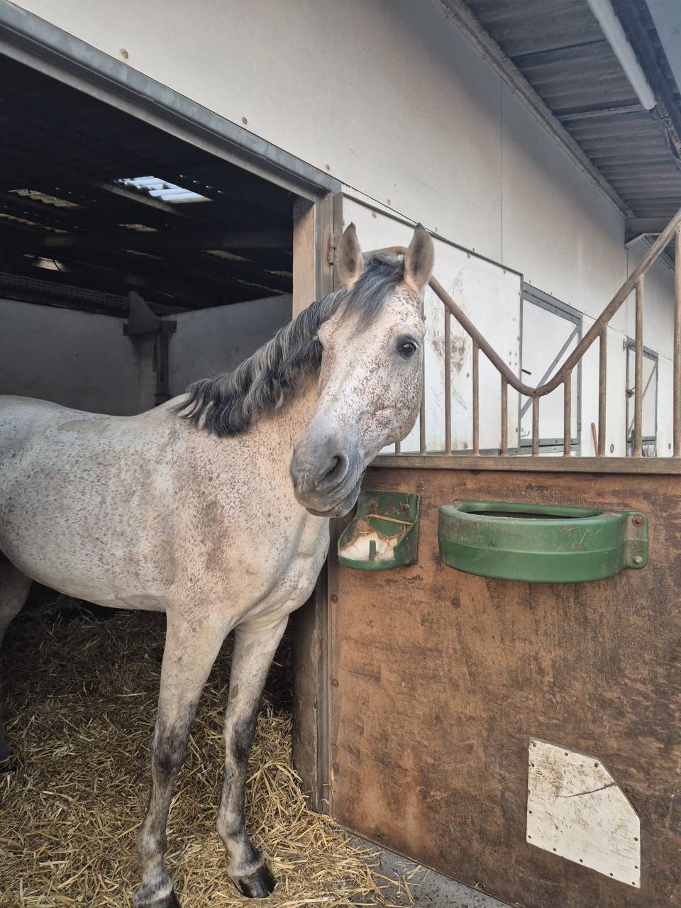 Stallion PRE Pure Spanish Bred For sale 2014 Grey