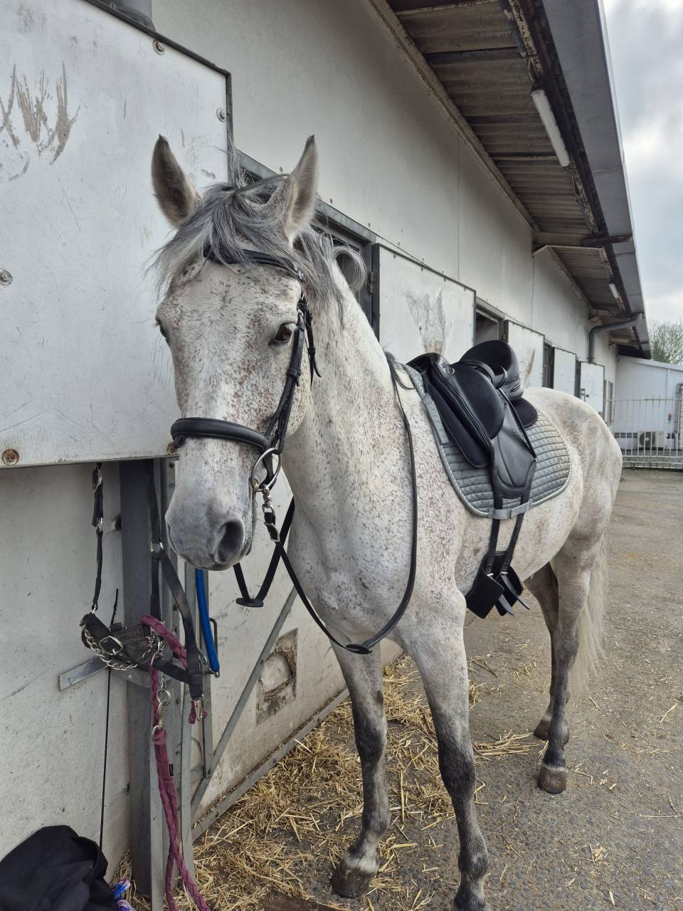 Stallion PRE Pure Spanish Bred For sale 2014 Grey