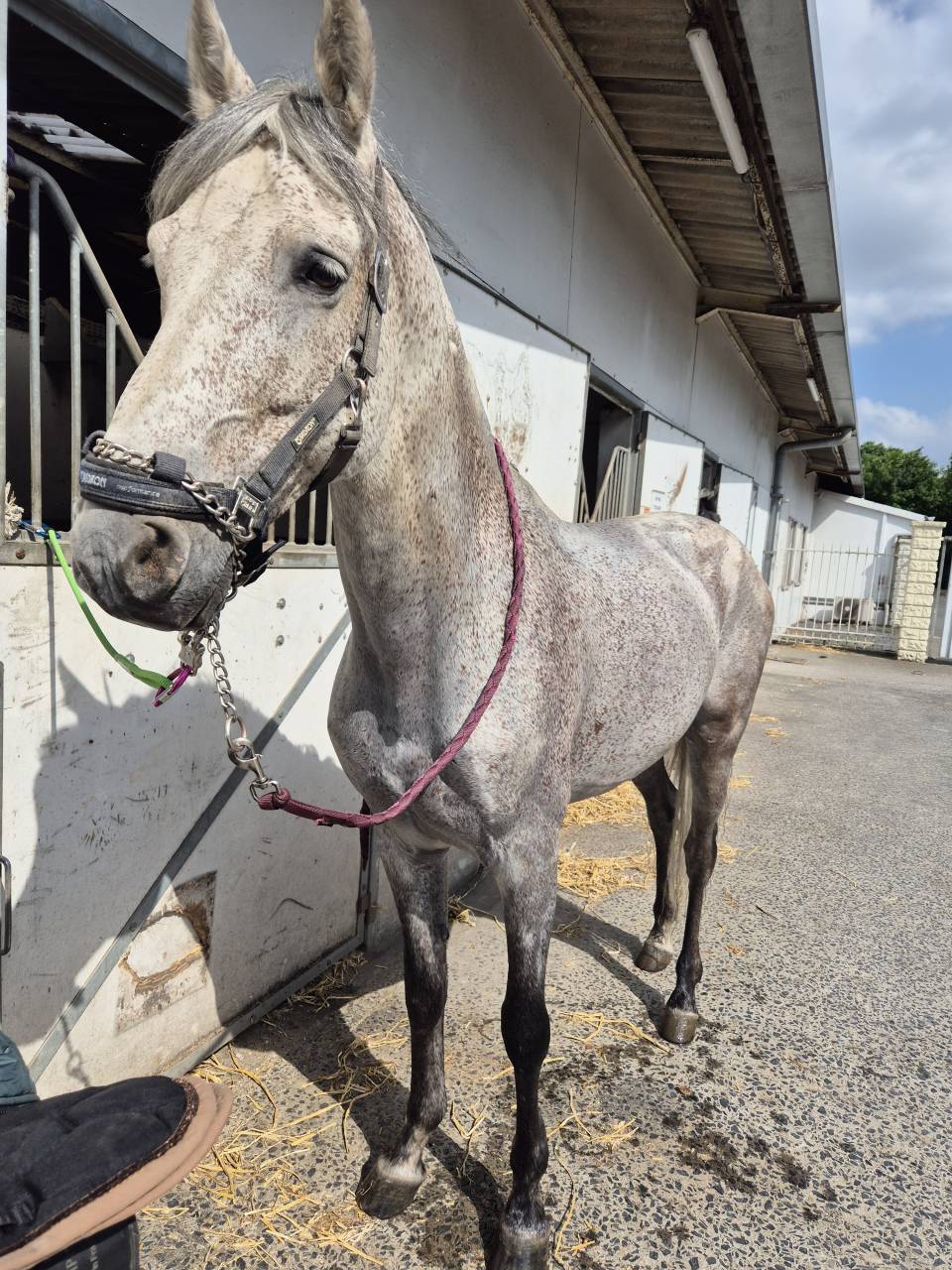 Stallion PRE Pure Spanish Bred For sale 2014 Grey