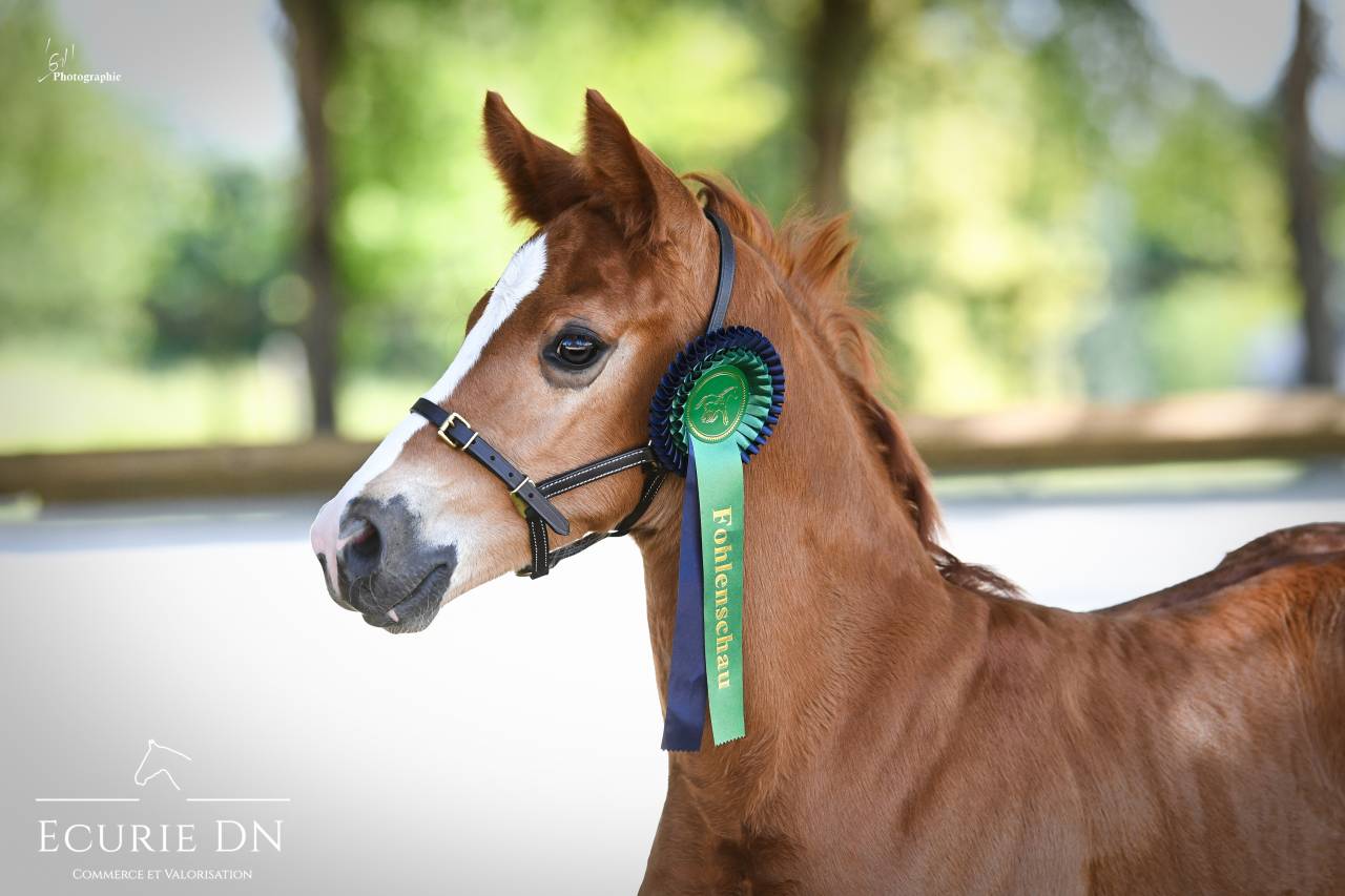 Colt Hanoverian For sale 2025 Chesnut