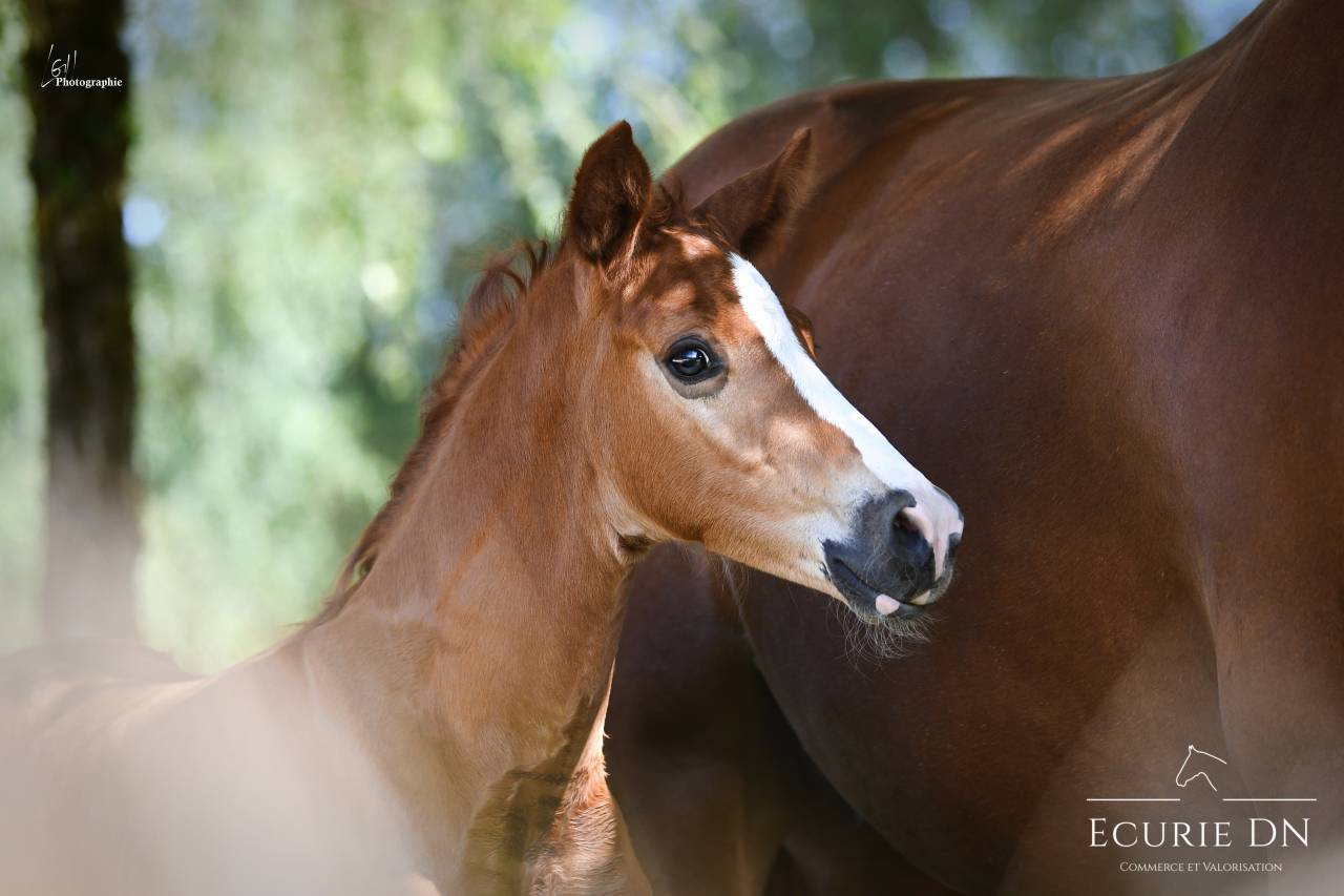 Colt Hanoverian For sale 2025 Chesnut