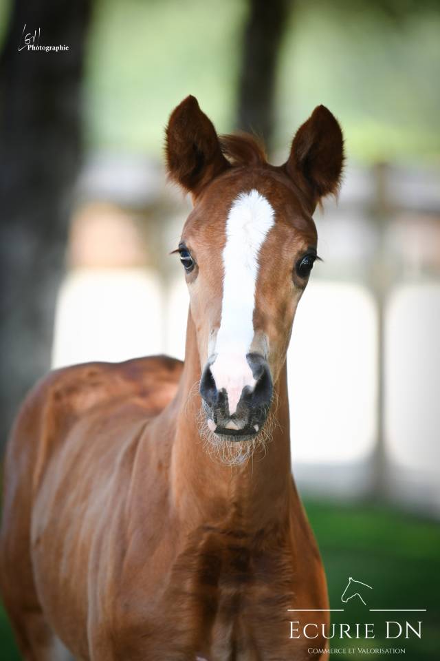 Colt Hanoverian For sale 2025 Chesnut