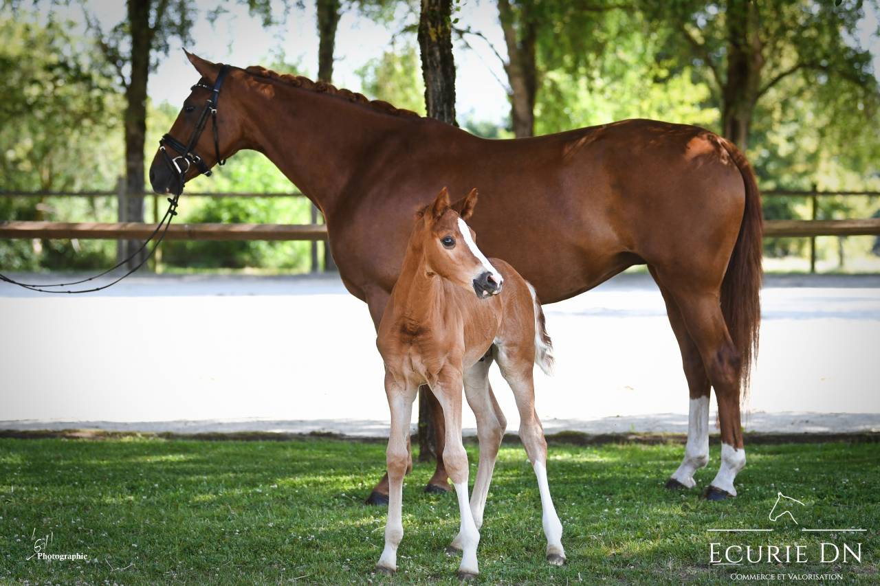 Colt Hanoverian For sale 2025 Chesnut
