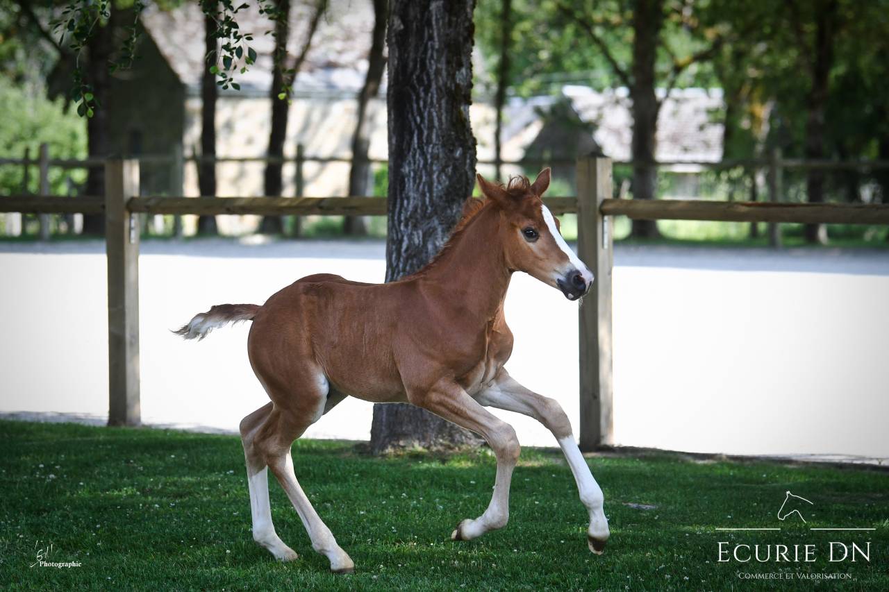 Colt Hanoverian For sale 2025 Chesnut