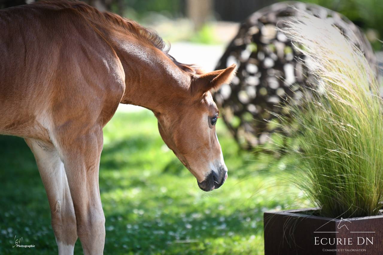 Colt Hanoverian For sale 2025 Chesnut