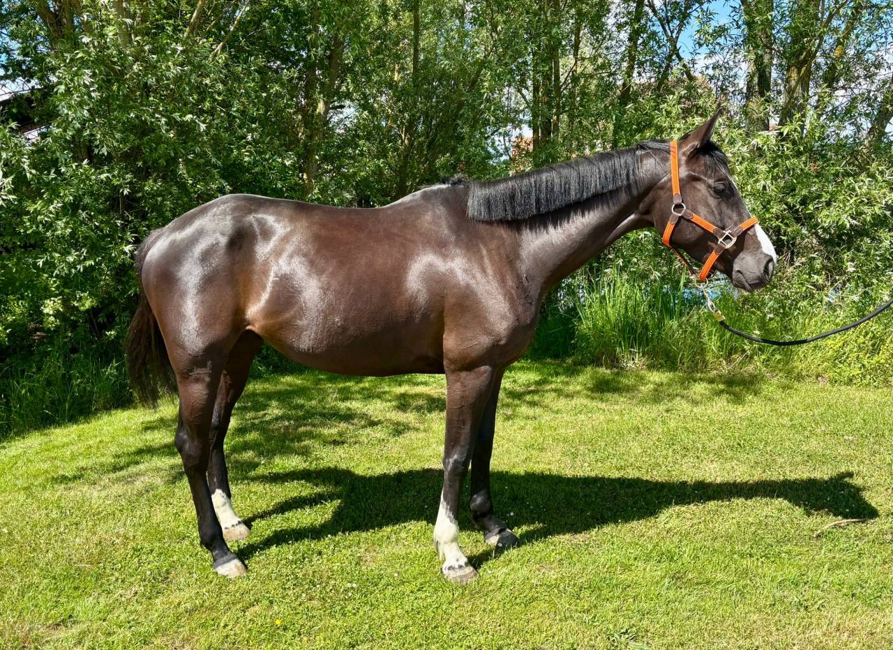 Mare Selle Français For sale 2020 Dark Bay