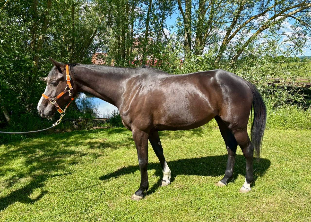 Mare Selle Français For sale 2020 Dark Bay