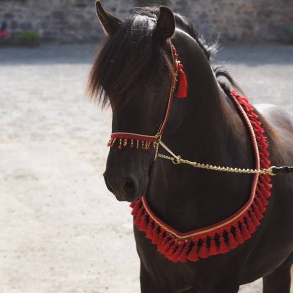 Stallion Arabian Thoroughbred For sale 2011 Black