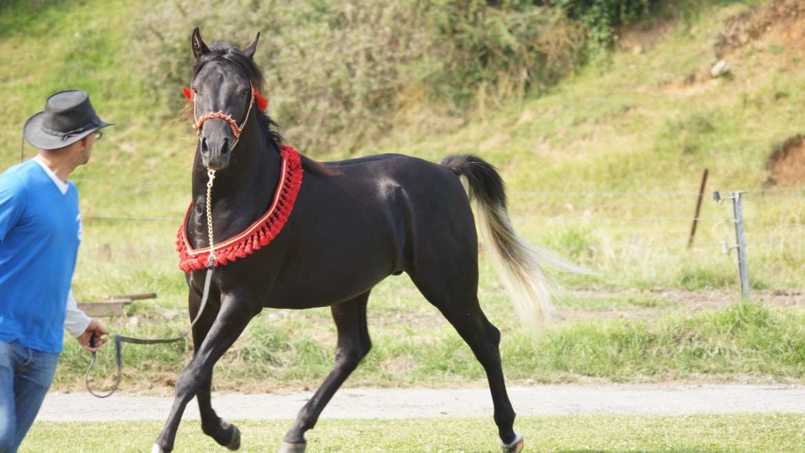 Stallion Arabian Thoroughbred For sale 2011 Black
