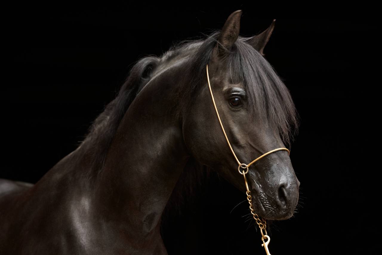 Stallion Arabian Thoroughbred For sale 2011 Black