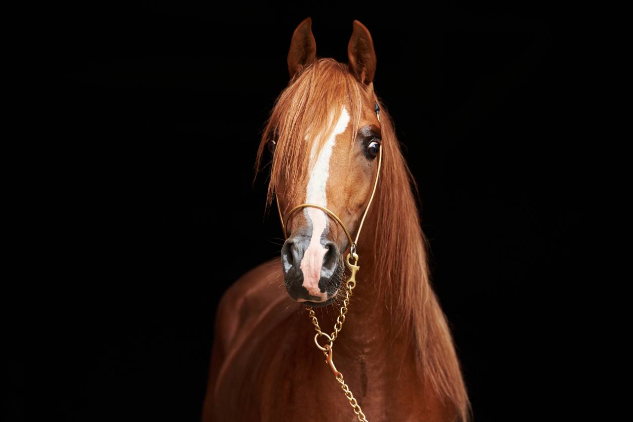 Stallion Arabian Thoroughbred For sale 2017 Chesnut