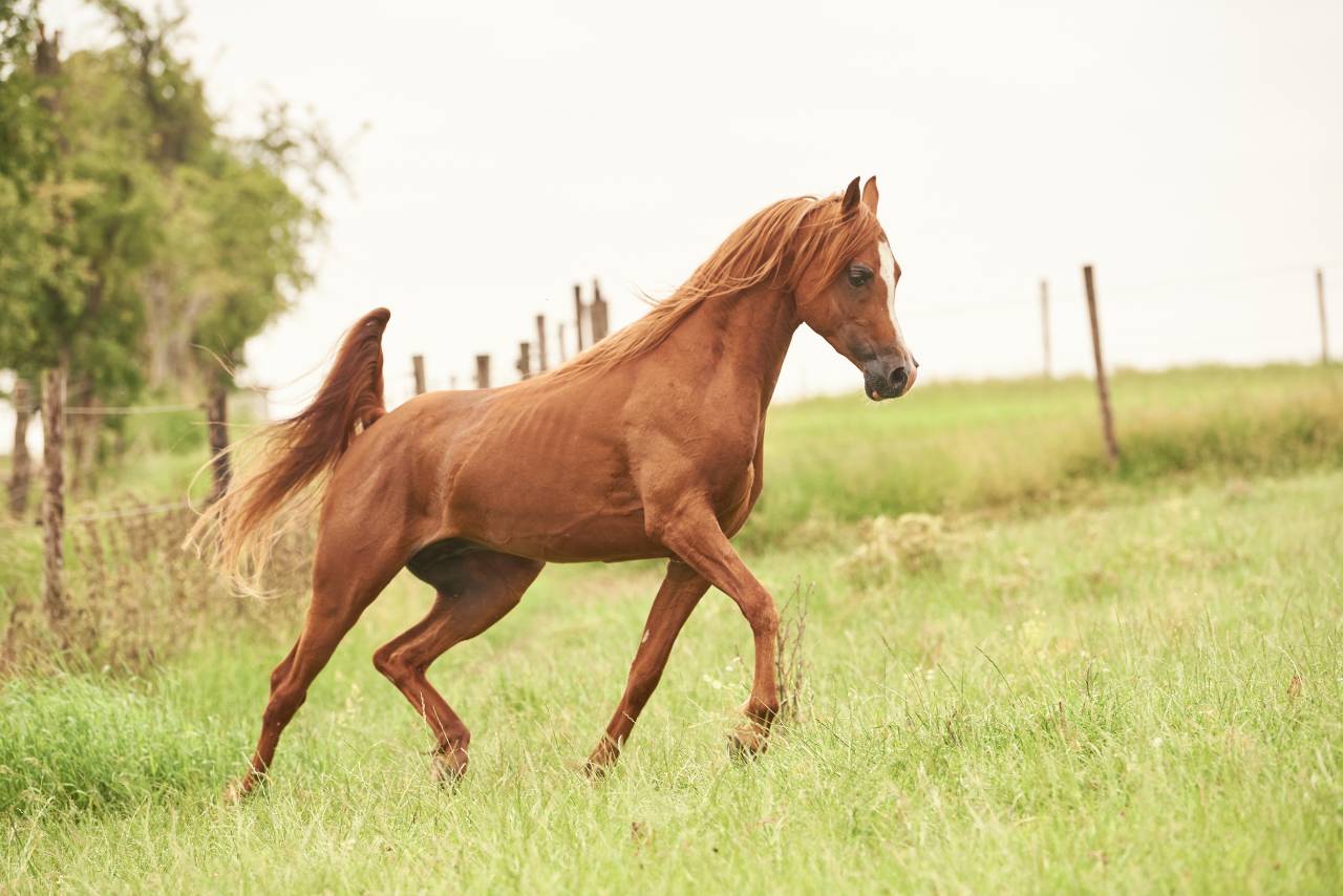 Stallion Arabian Thoroughbred For sale 2017 Chesnut