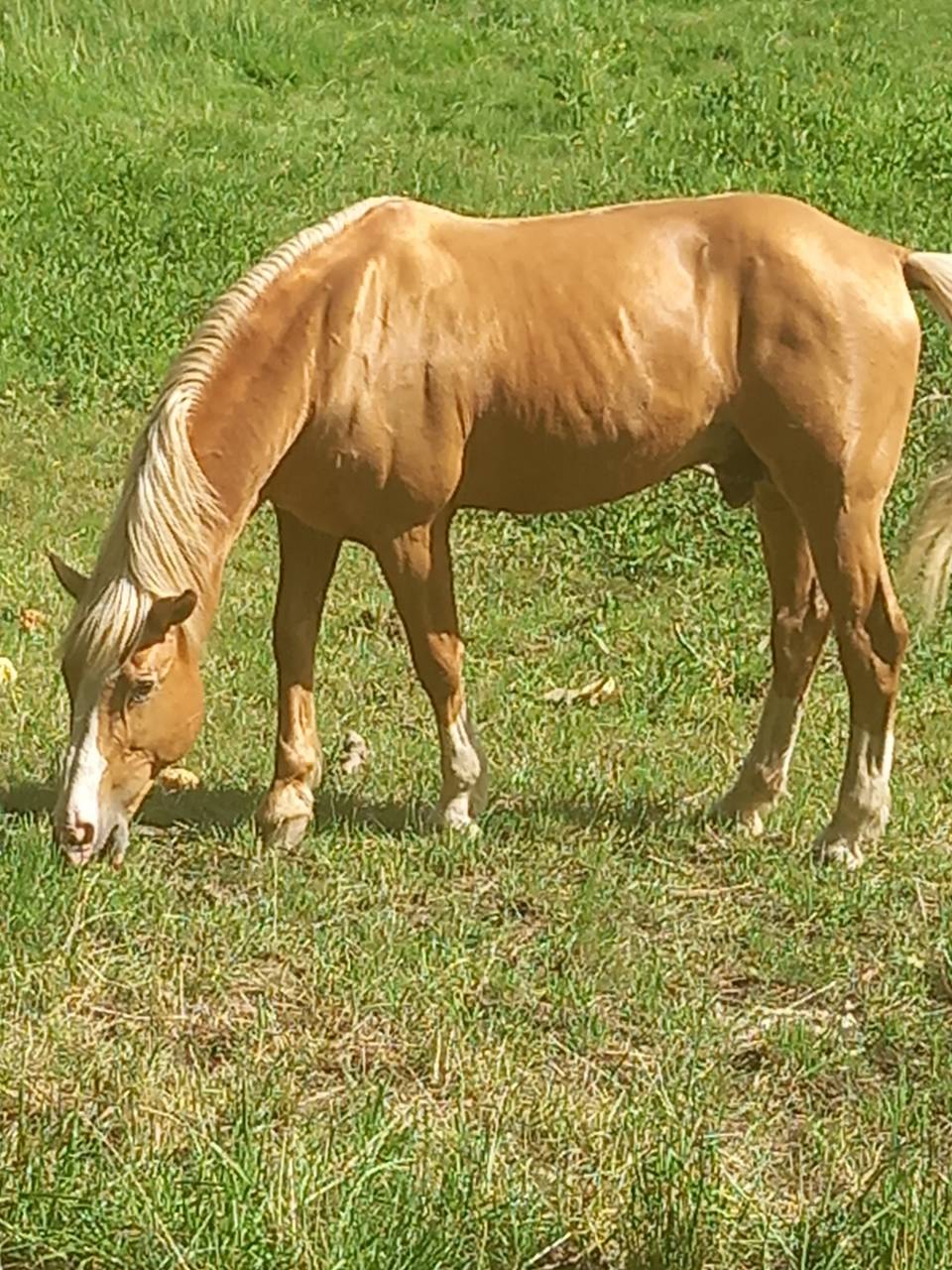 Stallion Palomino For sale 2009 Palomino
