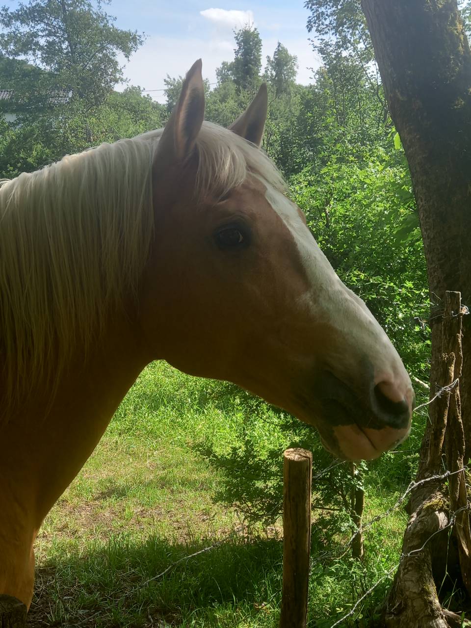 Stallion Palomino For sale 2009 Palomino