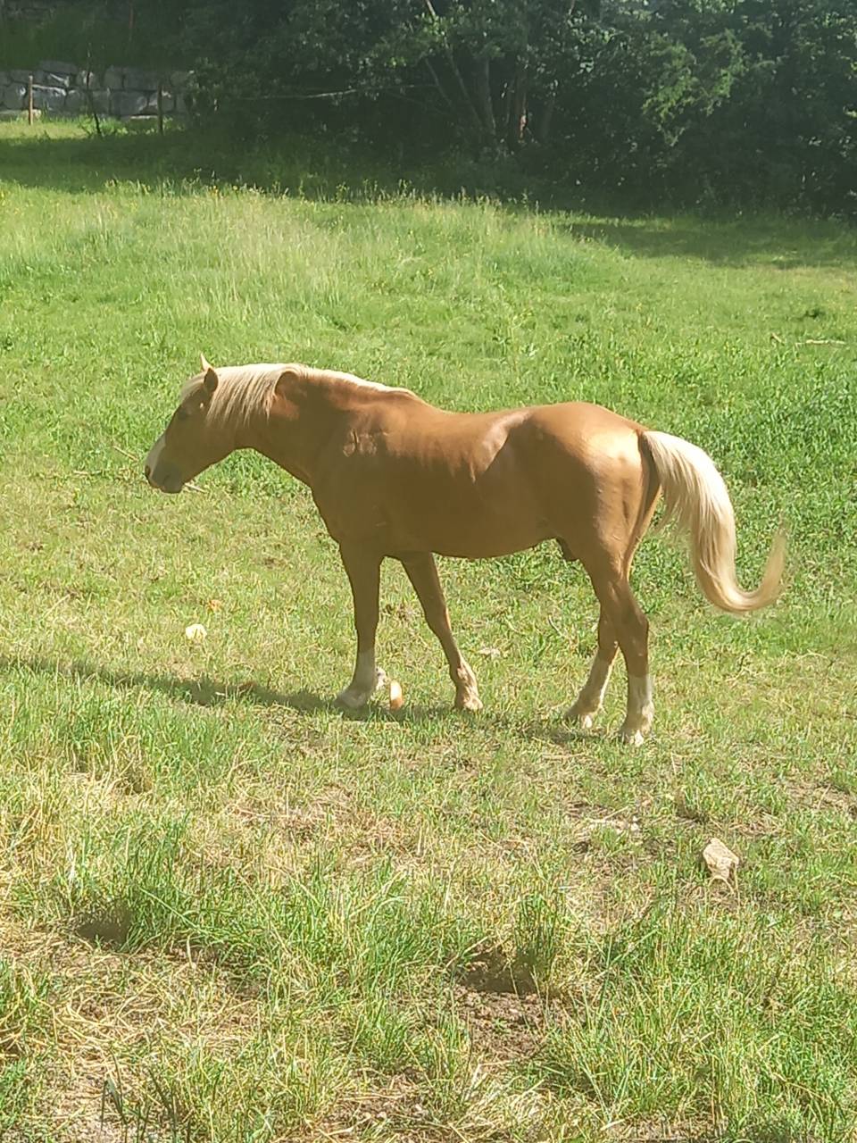 Stallion Palomino For sale 2009 Palomino