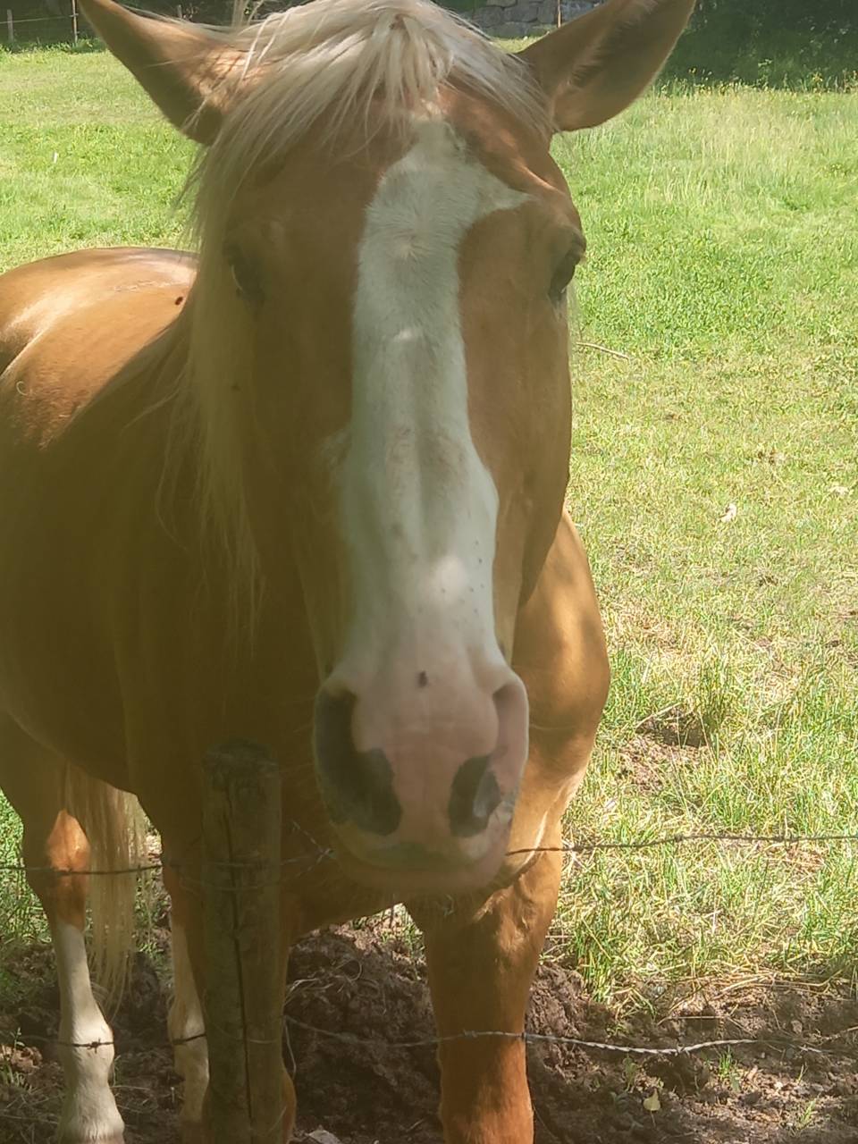 Stallion Palomino For sale 2009 Palomino