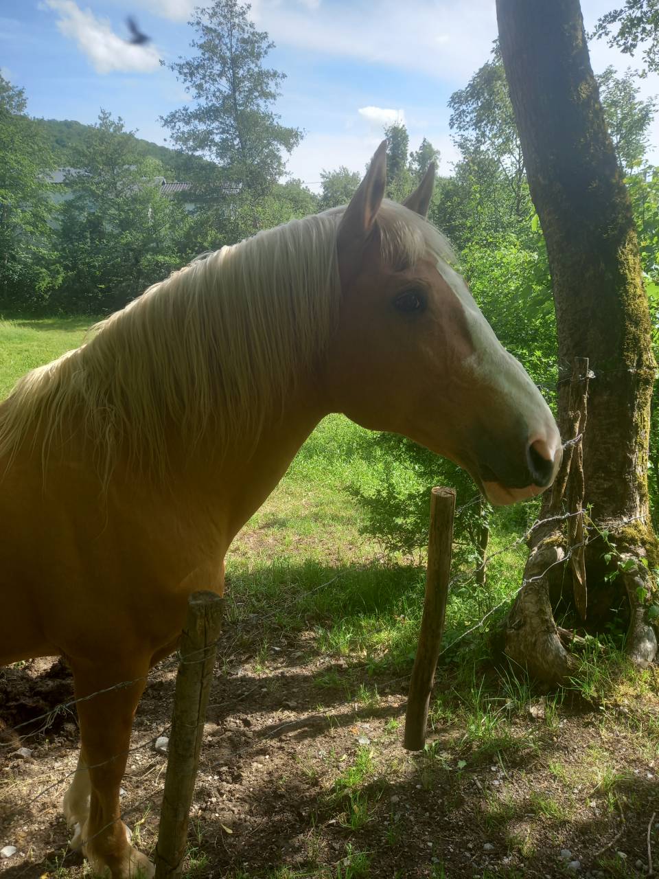 Stallion Palomino For sale 2009 Palomino