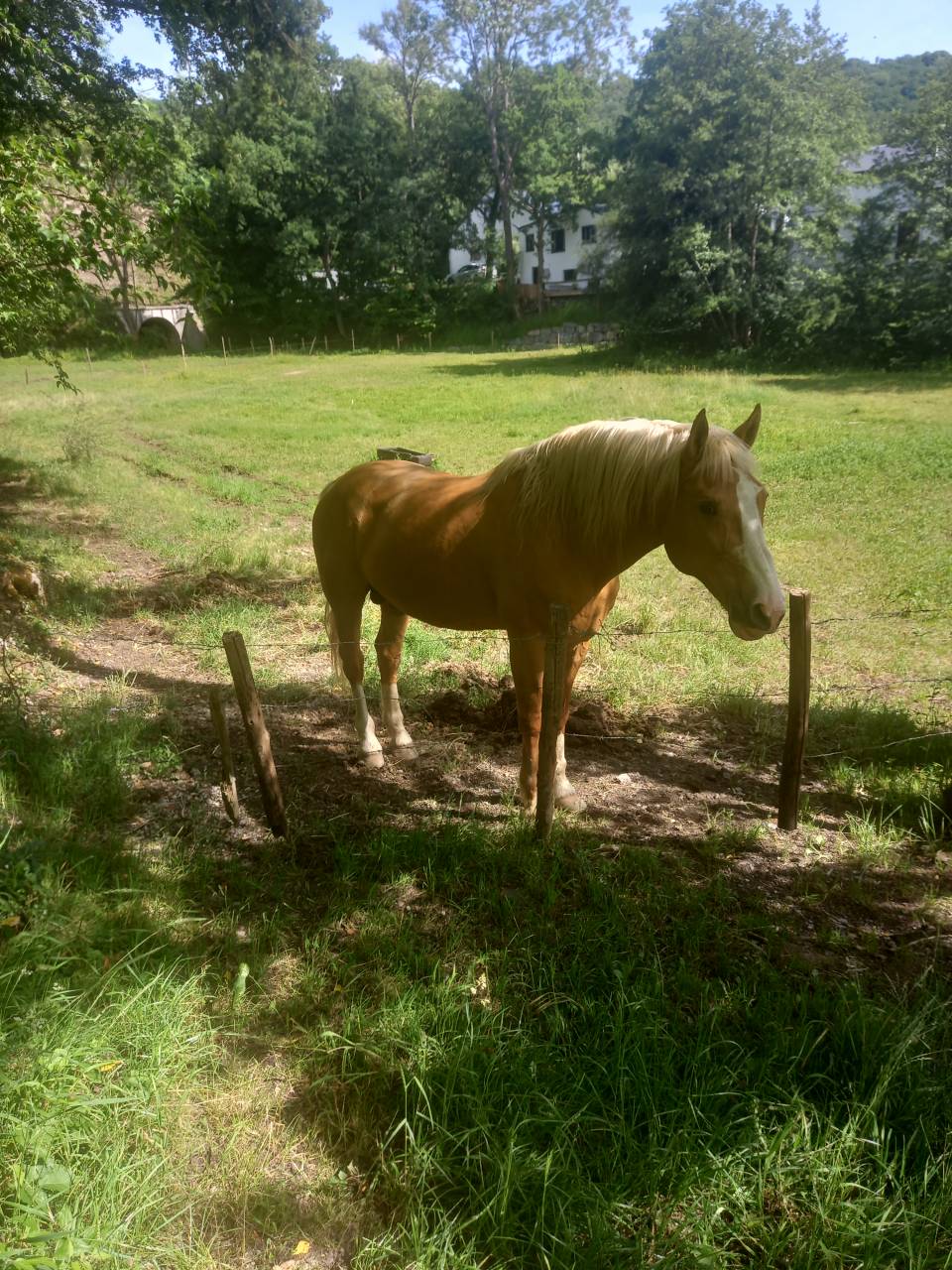 Stallion Palomino For sale 2009 Palomino