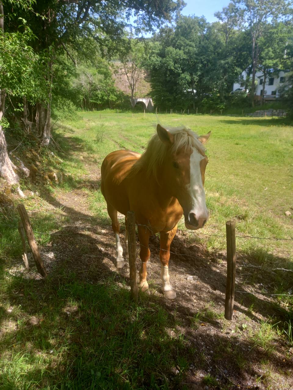 Stallion Palomino For sale 2009 Palomino