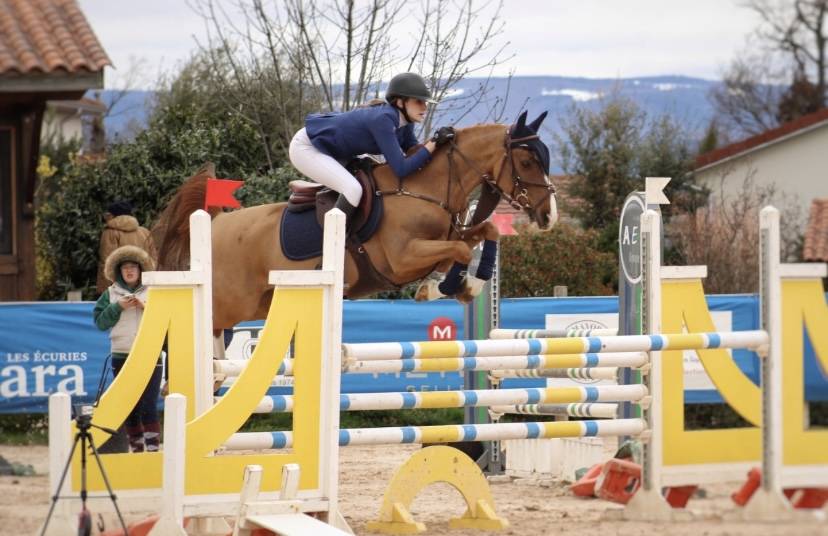 Gelding French Saddle Pony For sale 2009 Chesnut