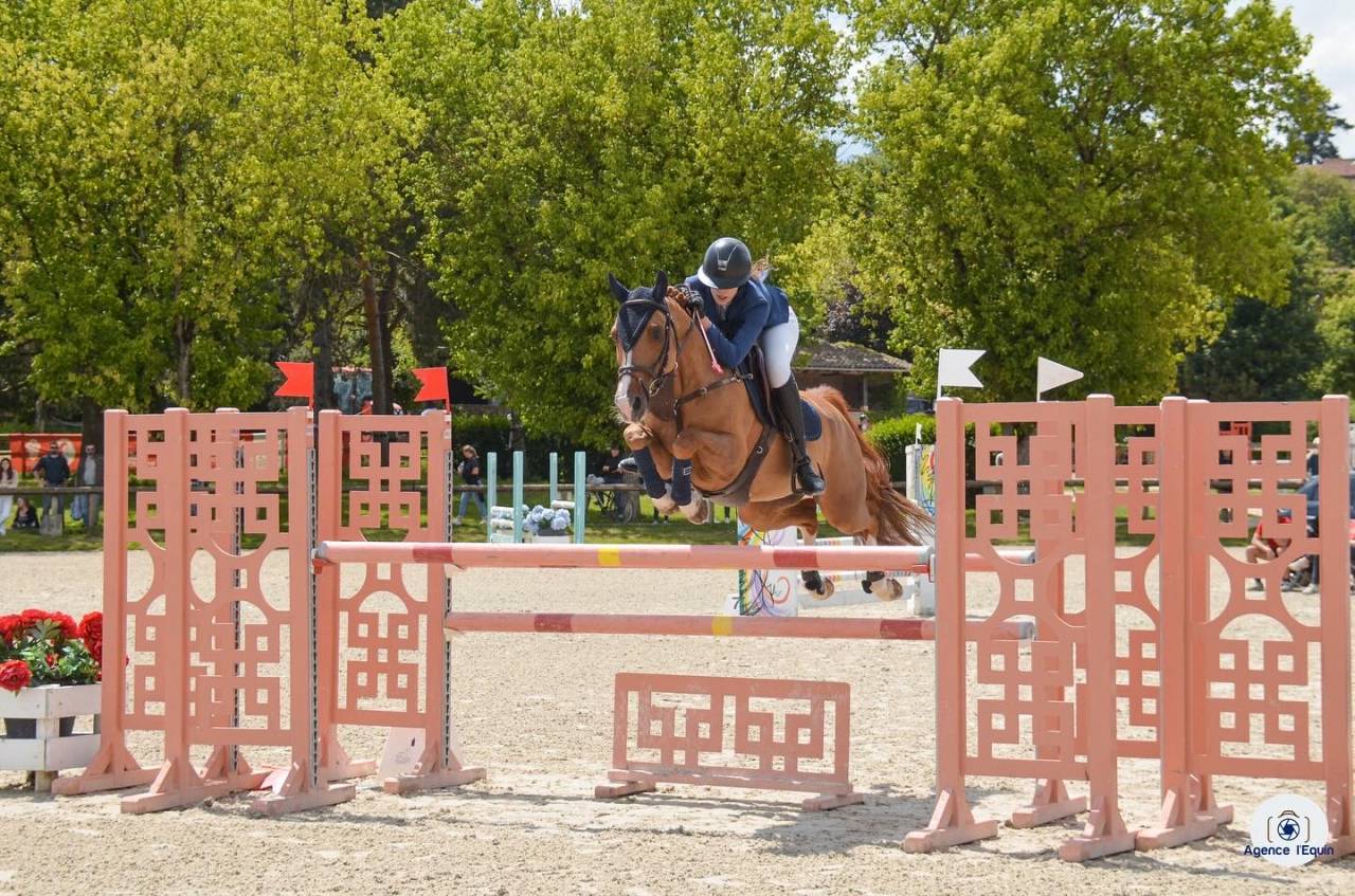 Gelding French Saddle Pony For sale 2009 Chesnut