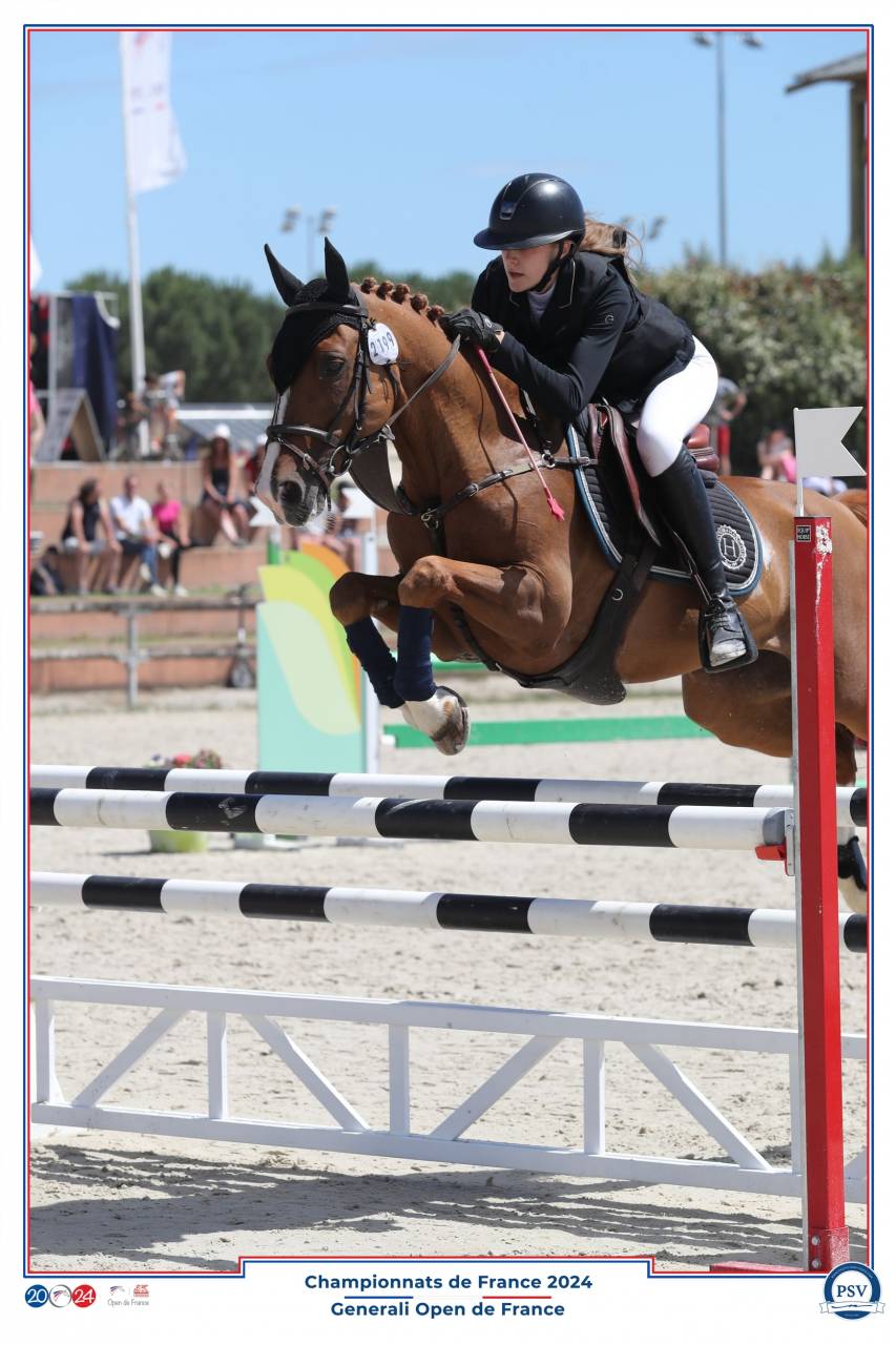 Gelding French Saddle Pony For sale 2009 Chesnut