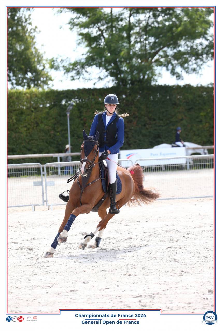 Gelding French Saddle Pony For sale 2009 Chesnut