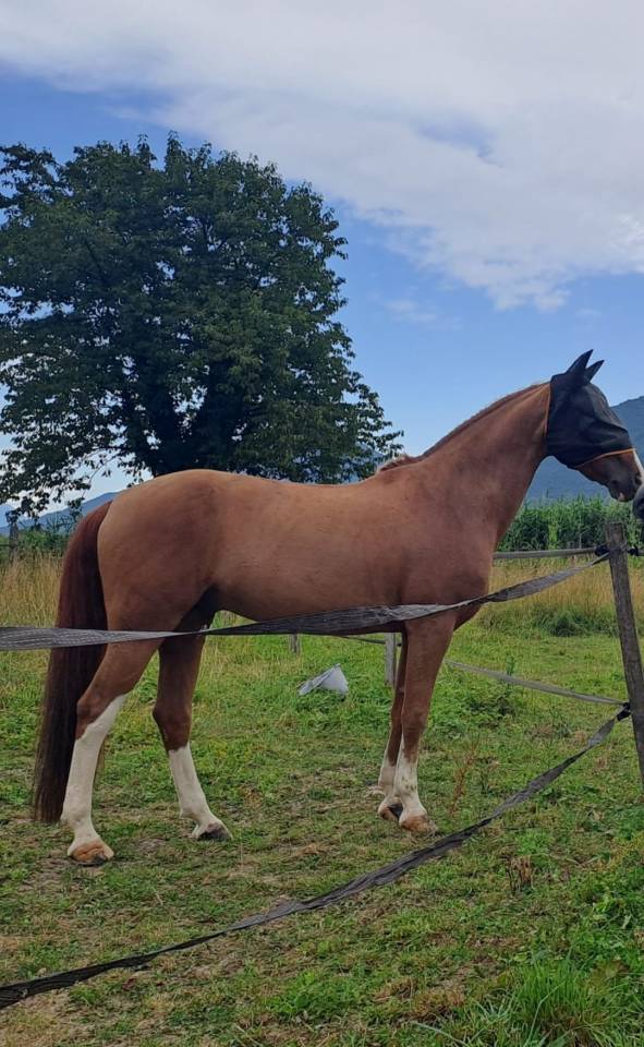 Gelding French Saddle Pony For sale 2009 Chesnut