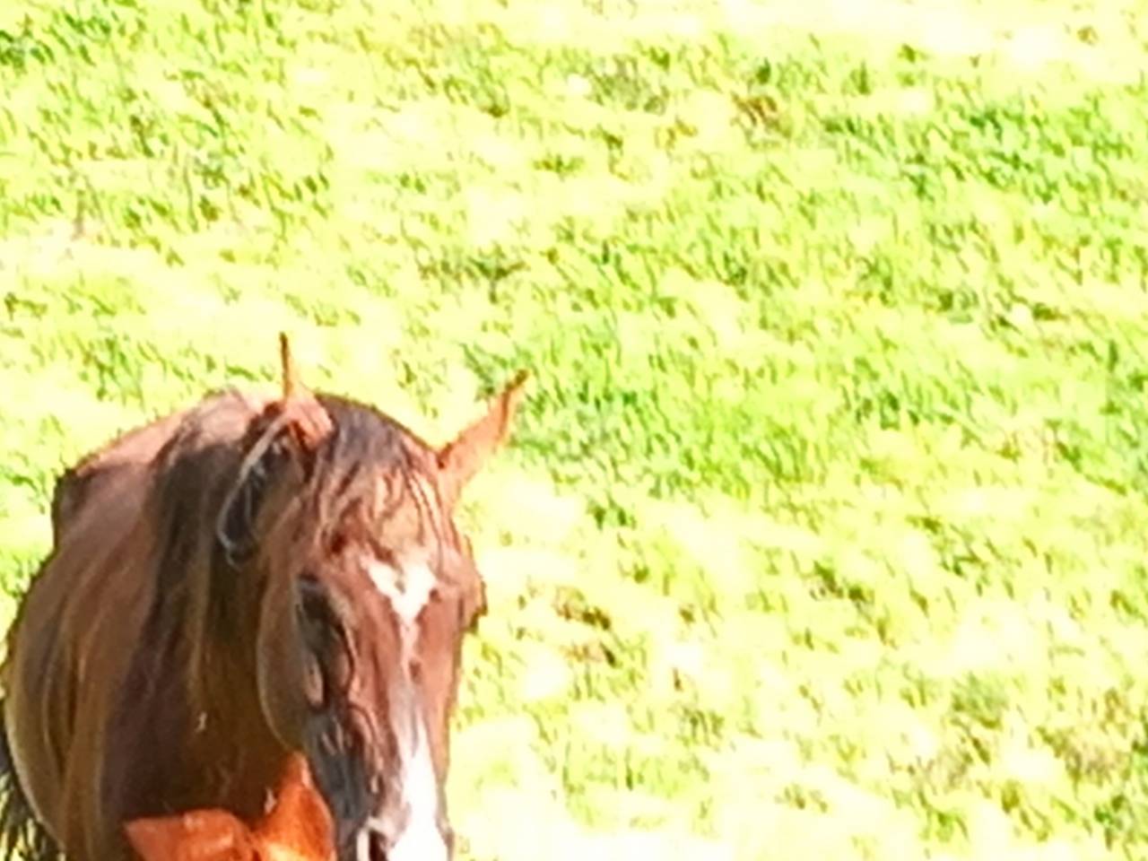 Stallion Arabian Thoroughbred For sale 2009 Chesnut